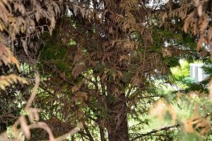 ΜΥΚΗΤΕΣ ΚΩΝΟΦΟΡΩΝ – Η ΒΑΣΙΚΗ ΑΙΤΙΑ ΞΗΡΑΝΣΗΣ ΟΛΩΝ ΤΩΝ ΚΩΝΟΦΟΡΩΝ